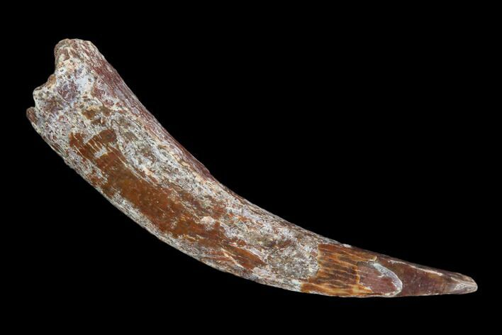Fossil Pterosaur (Siroccopteryx) Tooth - Morocco #127685